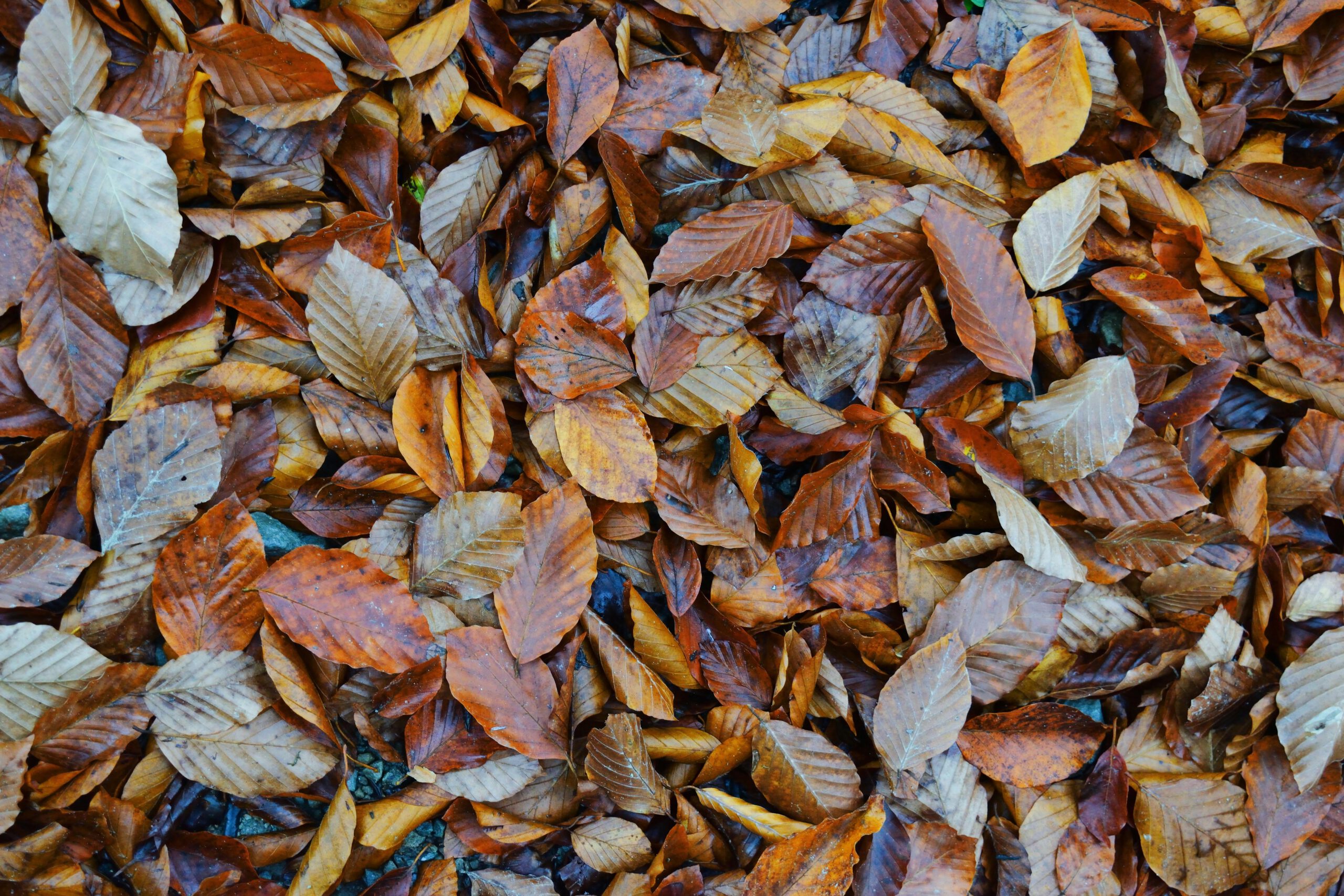 Image de fond sur le site de l'entité web